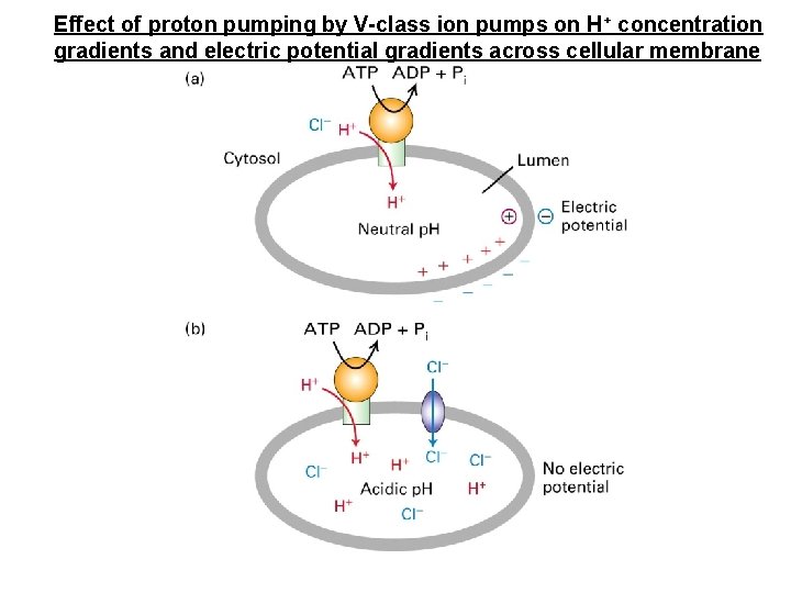 Effect of proton pumping by V-class ion pumps on H+ concentration gradients and electric