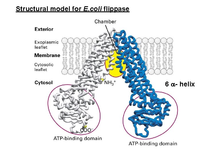 Structural model for E. coli flippase 6 - helix 
