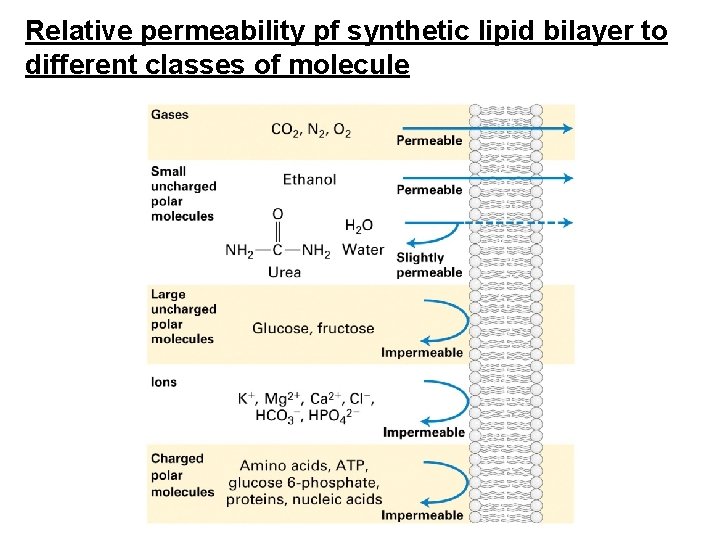 Relative permeability pf synthetic lipid bilayer to different classes of molecule 