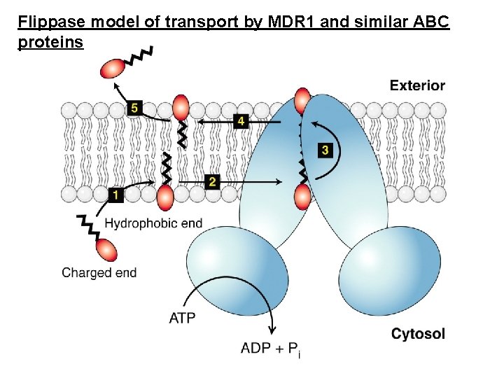 Flippase model of transport by MDR 1 and similar ABC proteins 
