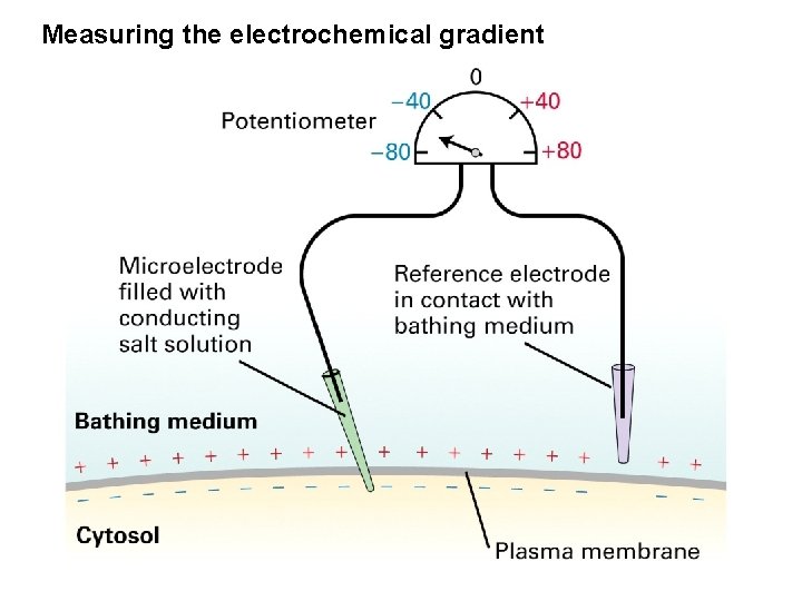 Measuring the electrochemical gradient 
