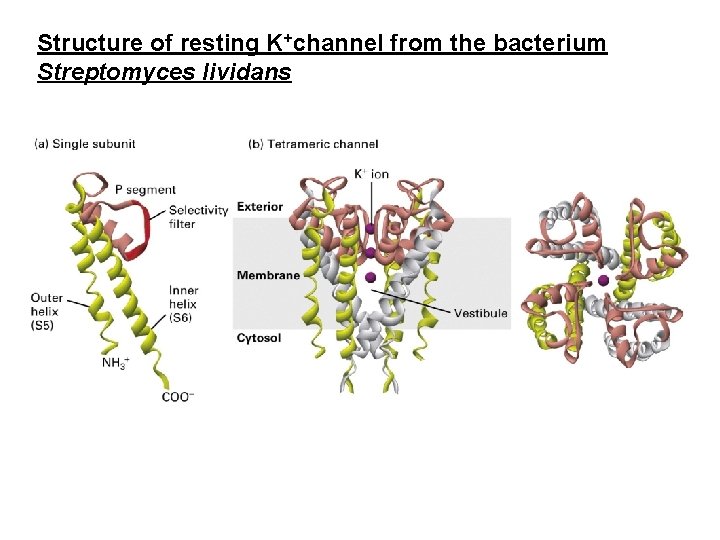 Structure of resting K+channel from the bacterium Streptomyces lividans 