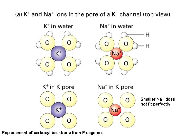 Smaller Na+ does not fit perfectly Replacement of carboxyl backbone from P segment 