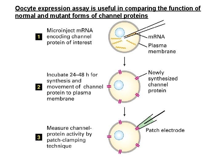 Oocyte expression assay is useful in comparing the function of normal and mutant forms