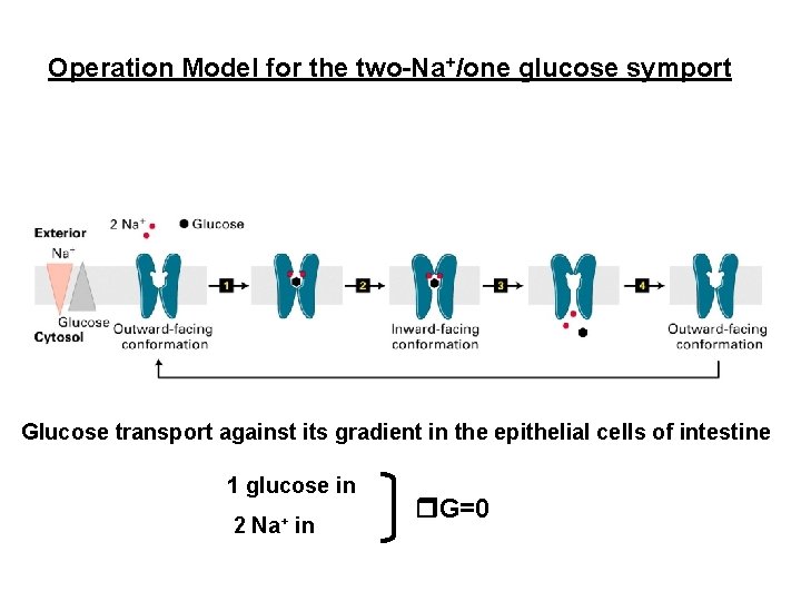 Operation Model for the two-Na+/one glucose symport Glucose transport against its gradient in the