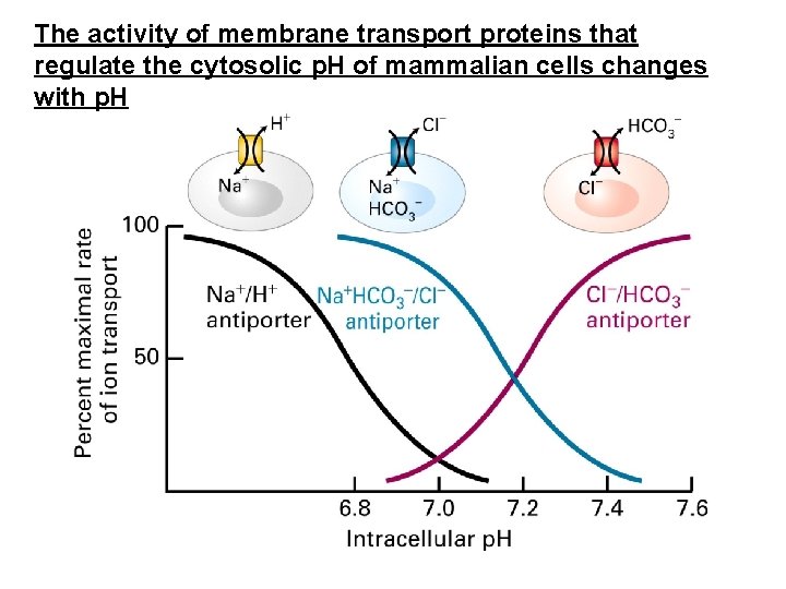 The activity of membrane transport proteins that regulate the cytosolic p. H of mammalian