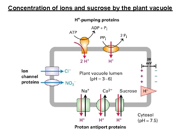 Concentration of ions and sucrose by the plant vacuole 
