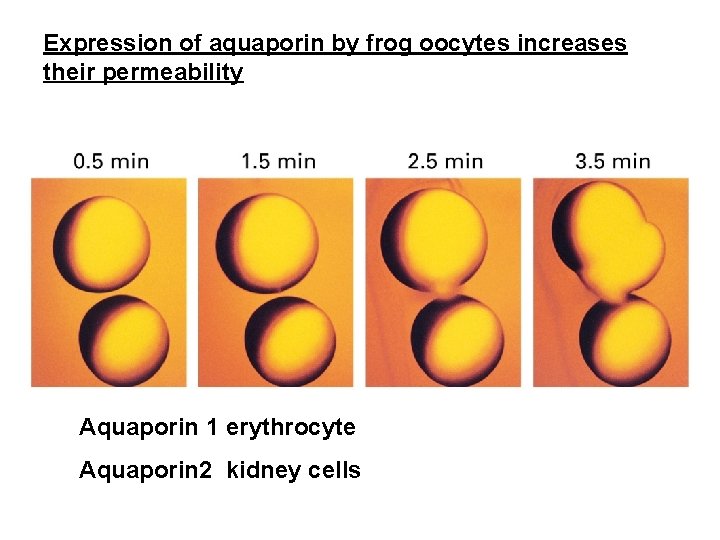 Expression of aquaporin by frog oocytes increases their permeability Aquaporin 1 erythrocyte Aquaporin 2