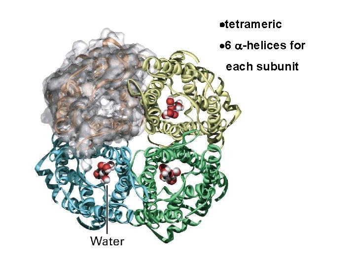  tetrameric · 6 -helices for each subunit 