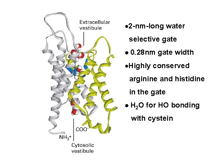 · 2 -nm-long water selective gate 0. 28 nm gate width ·Highly conserved arginine