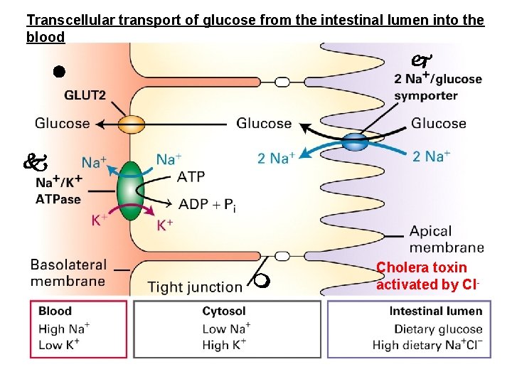 Transcellular transport of glucose from the intestinal lumen into the blood Cholera toxin activated