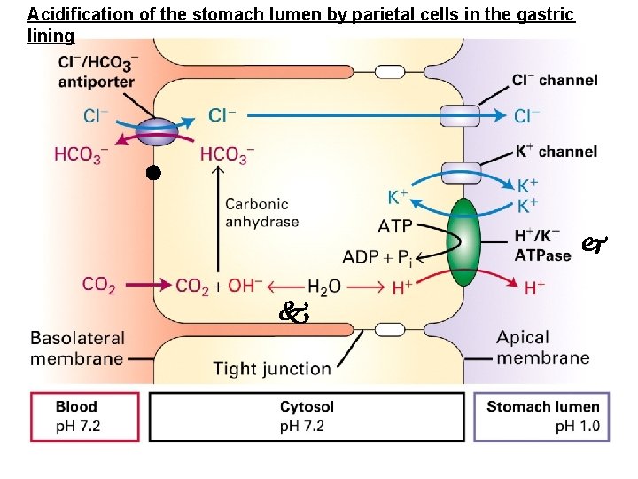 Acidification of the stomach lumen by parietal cells in the gastric lining 