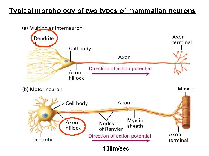Typical morphology of two types of mammalian neurons 100 m/sec 