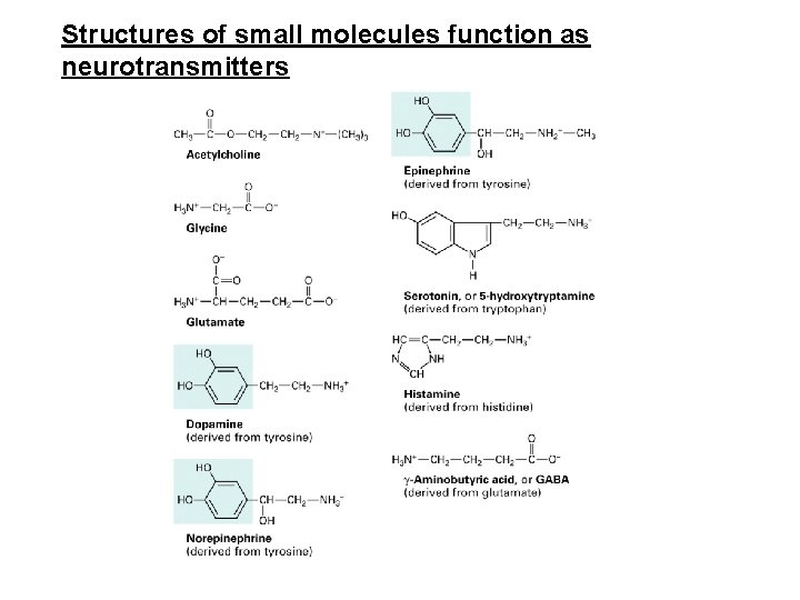 Structures of small molecules function as neurotransmitters 