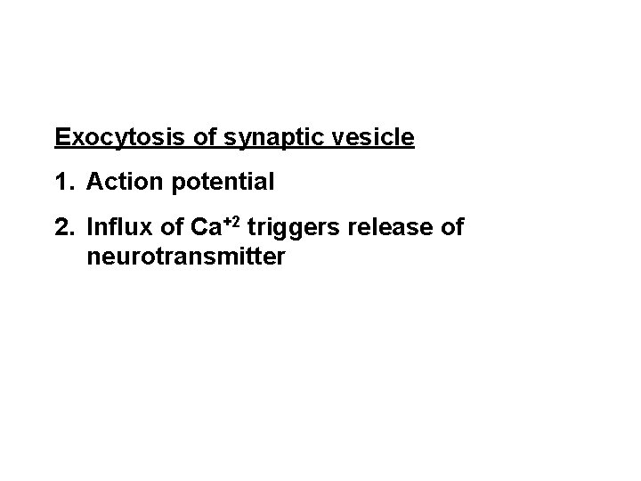 Exocytosis of synaptic vesicle 1. Action potential 2. Influx of Ca+2 triggers release of