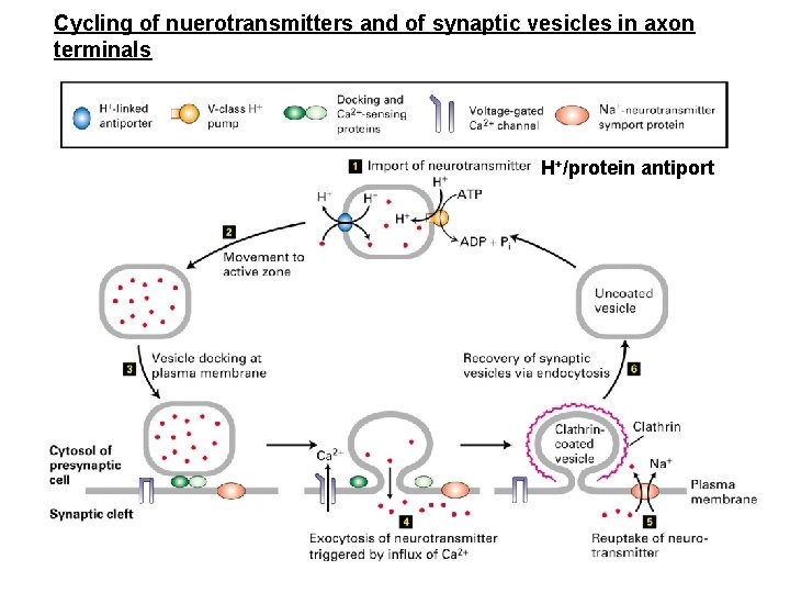 Cycling of nuerotransmitters and of synaptic vesicles in axon terminals H+/protein antiport 