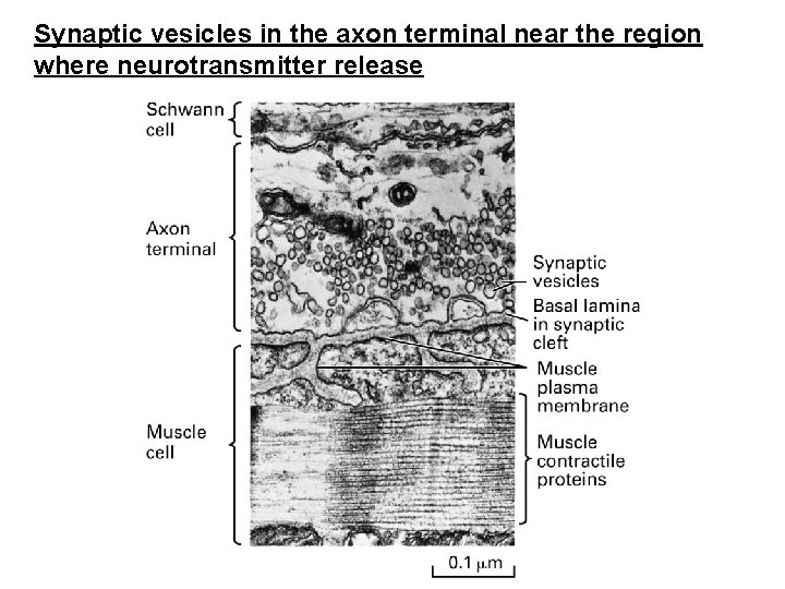 Synaptic vesicles in the axon terminal near the region where neurotransmitter release 