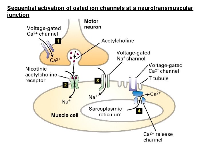 Sequential activation of gated ion channels at a neurotransmuscular junction 