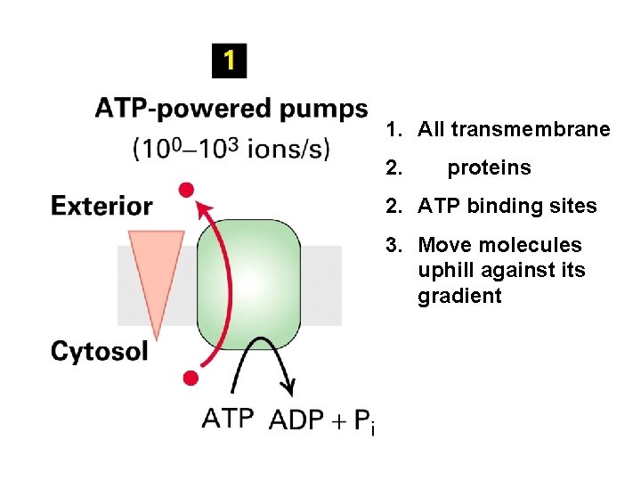 1. All transmembrane 2. proteins 2. ATP binding sites 3. Move molecules uphill against