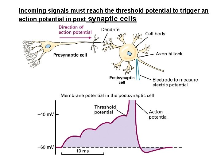 Incoming signals must reach the threshold potential to trigger an action potential in post