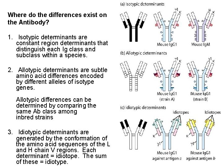Where do the differences exist on the Antibody? 1. Isotypic determinants are constant region