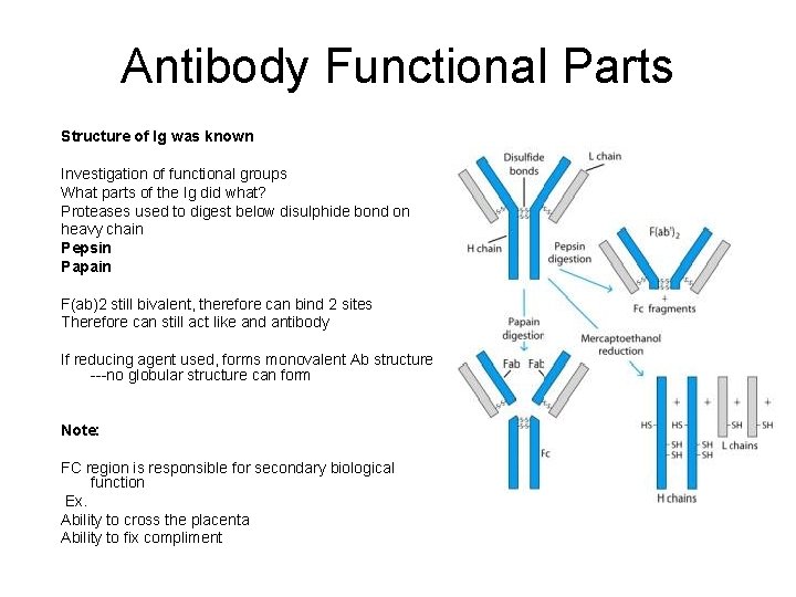 Antibody Functional Parts Structure of Ig was known Investigation of functional groups What parts