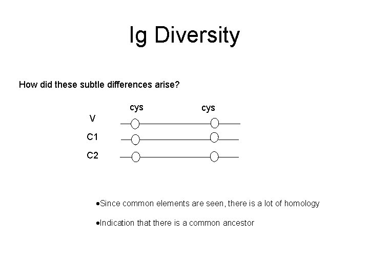 Ig Diversity How did these subtle differences arise? cys V C 1 C 2