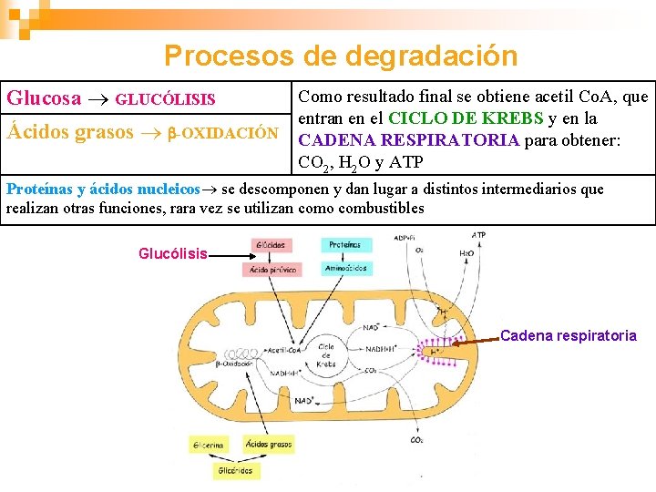 Procesos de degradación Glucosa GLUCÓLISIS Ácidos grasos -OXIDACIÓN Como resultado final se obtiene acetil