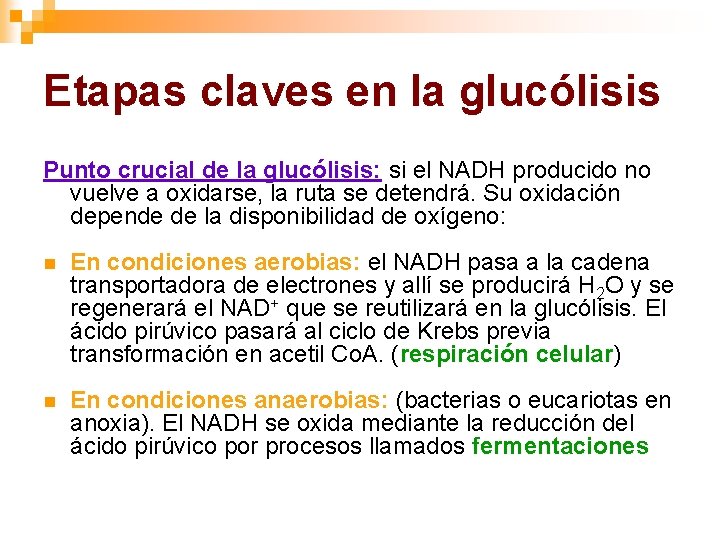 Etapas claves en la glucólisis Punto crucial de la glucólisis: si el NADH producido