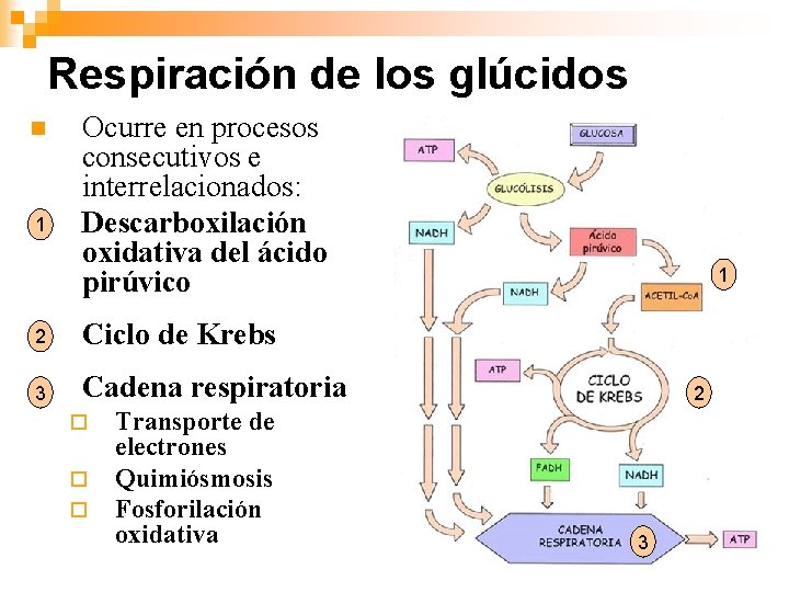 Respiración de los glúcidos n 1 n Ocurre en procesos consecutivos e interrelacionados: Descarboxilación