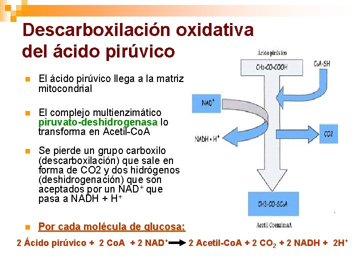 Descarboxilación oxidativa del ácido pirúvico n El ácido pirúvico llega a la matriz mitocondrial