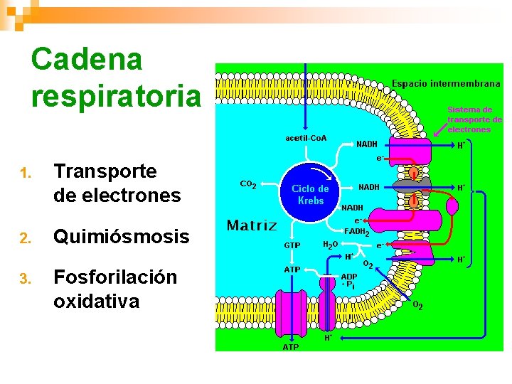 Cadena respiratoria 1. Transporte de electrones 2. Quimiósmosis 3. Fosforilación oxidativa 