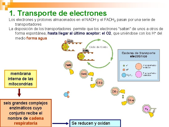 1. Transporte de electrones Los electrones y protones almacenados en el NADH y el