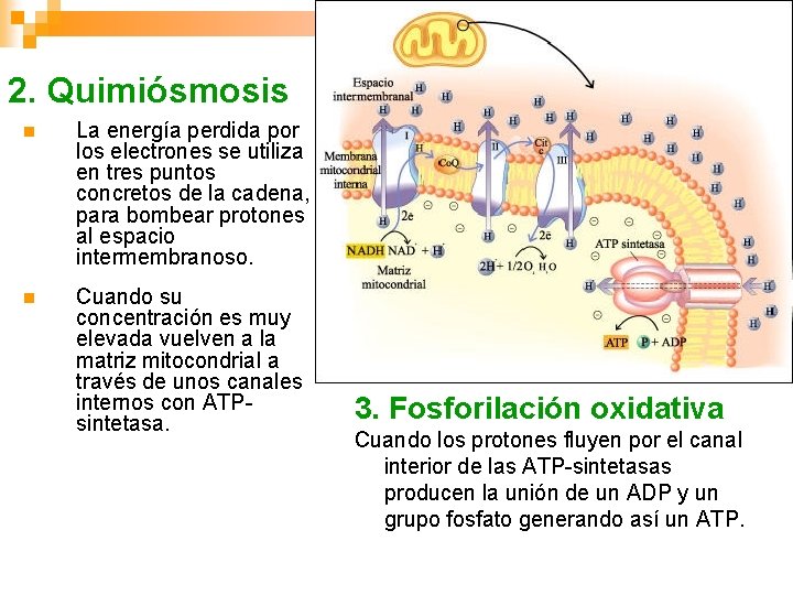 2. Quimiósmosis n La energía perdida por los electrones se utiliza en tres puntos