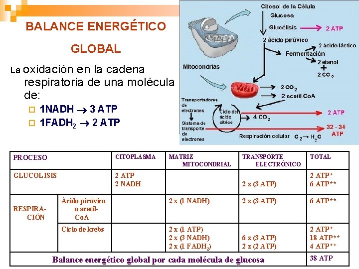 BALANCE ENERGÉTICO GLOBAL La oxidación en la cadena respiratoria de una molécula de: 1