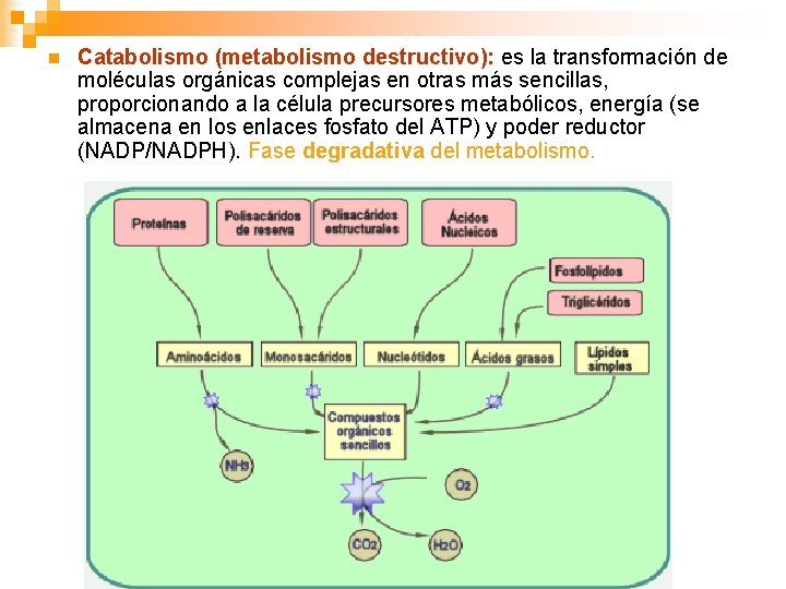 n Catabolismo (metabolismo destructivo): es la transformación de moléculas orgánicas complejas en otras más