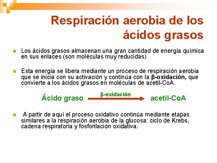 Respiración aerobia de los ácidos grasos n Los ácidos grasos almacenan una gran cantidad