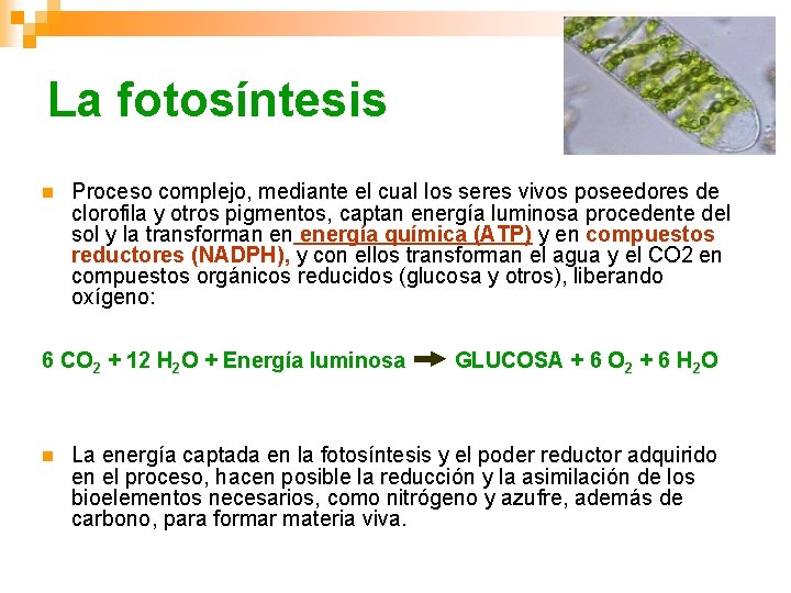 La fotosíntesis n Proceso complejo, mediante el cual los seres vivos poseedores de clorofila