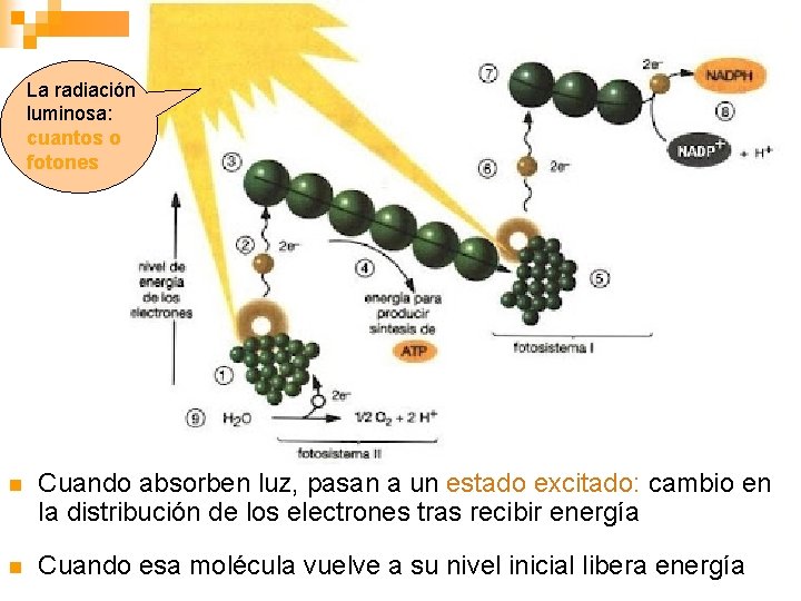 La radiación luminosa: cuantos o fotones n Cuando absorben luz, pasan a un estado