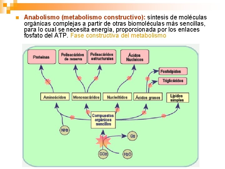 n Anabolismo (metabolismo constructivo): síntesis de moléculas orgánicas complejas a partir de otras biomoléculas