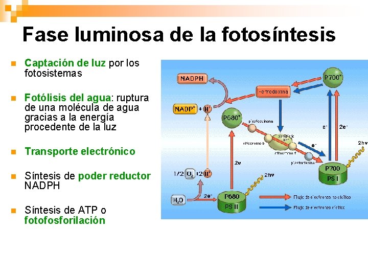 Fase luminosa de la fotosíntesis n Captación de luz por los fotosistemas n Fotólisis