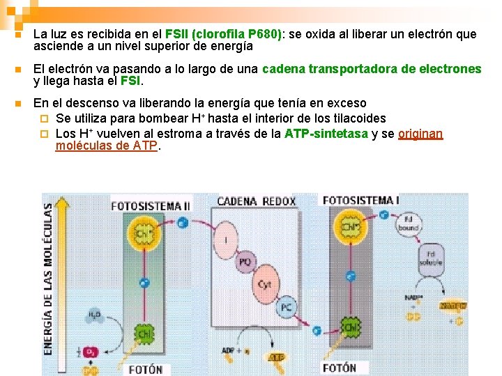 n La luz es recibida en el FSII (clorofila P 680): se oxida al