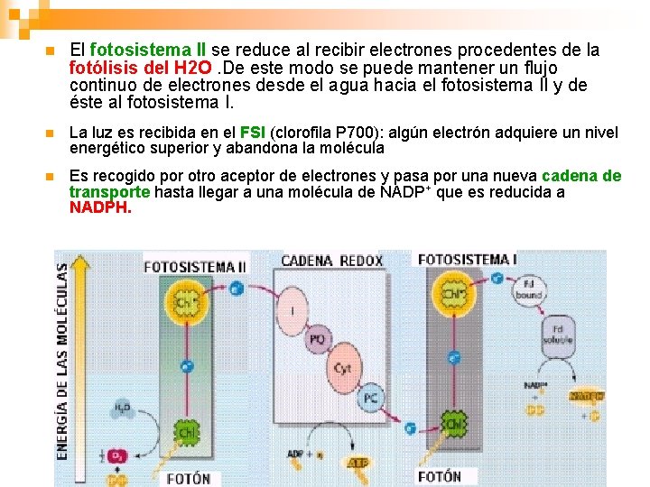 n El fotosistema II se reduce al recibir electrones procedentes de la fotólisis del