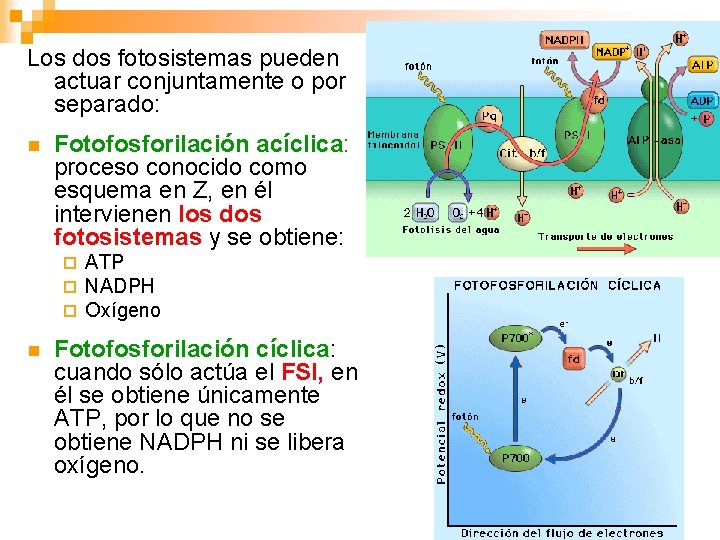 Los dos fotosistemas pueden actuar conjuntamente o por separado: n Fotofosforilación acíclica: proceso conocido