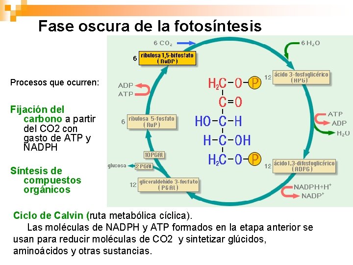 Fase oscura de la fotosíntesis Procesos que ocurren: Fijación del carbono a partir del