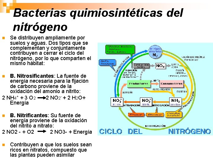 Bacterias quimiosintéticas del nitrógeno n Se distribuyen ampliamente por suelos y aguas. Dos tipos