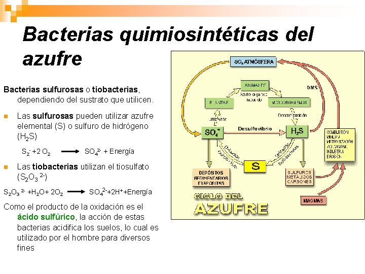 Bacterias quimiosintéticas del azufre Bacterias sulfurosas o tiobacterias, dependiendo del sustrato que utilicen. n