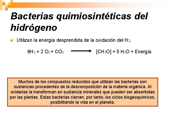 Bacterias quimiosintéticas del hidrógeno n Utilizan la energía desprendida de la oxidación del H