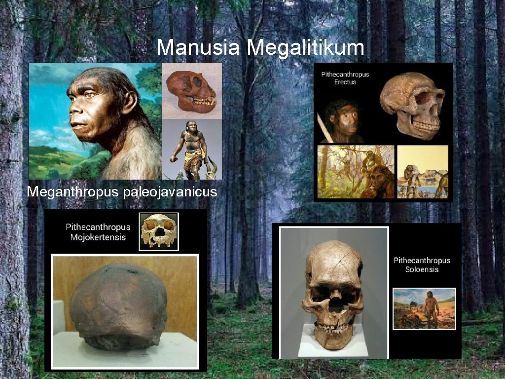 Manusia Megalitikum Meganthropus paleojavanicus 