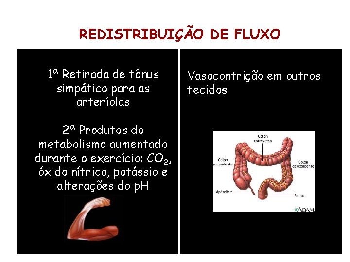 REDISTRIBUIÇÃO DE FLUXO 1ª Retirada de tônus simpático para as arteríolas 2ª Produtos do